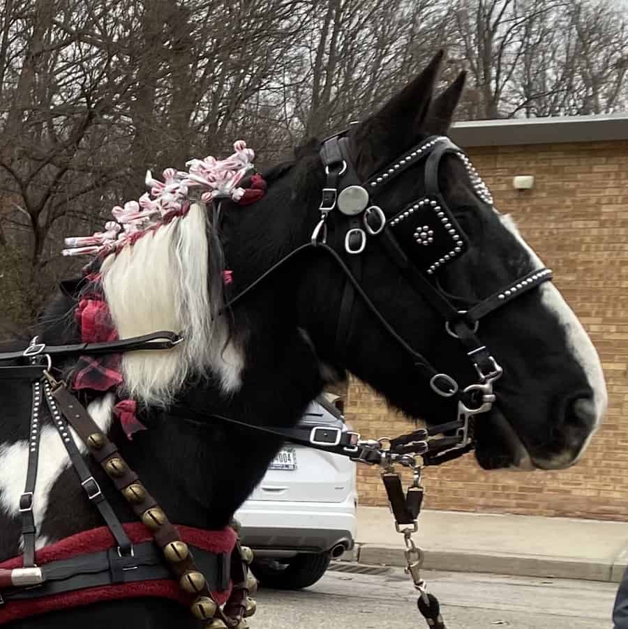 A close-up of Polo, a black and white horse with bells and flowers